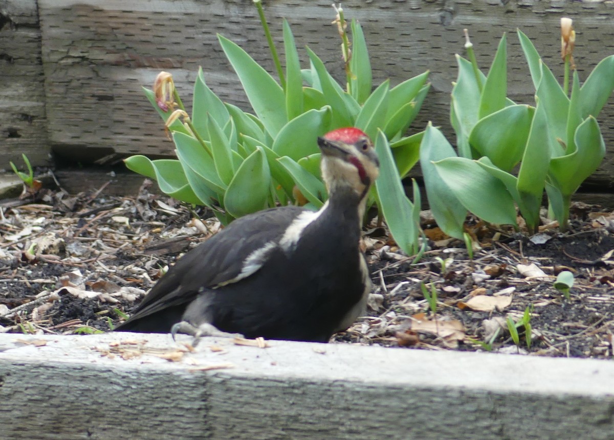 Pileated Woodpecker - ML620579529