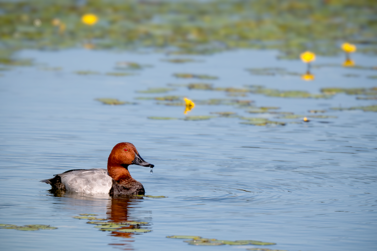 Common Pochard - ML620579530