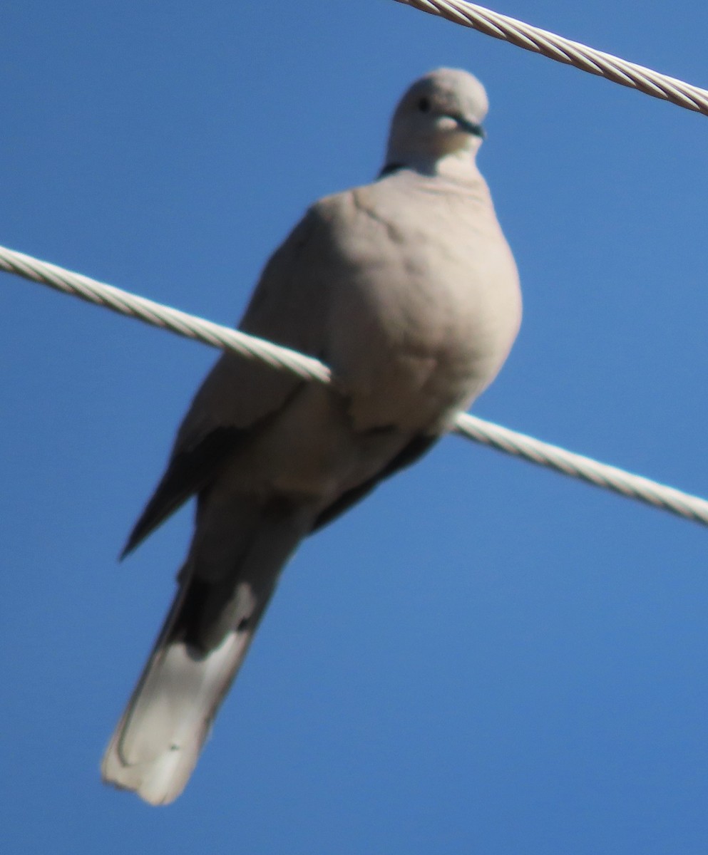 Eurasian Collared-Dove - ML620579537