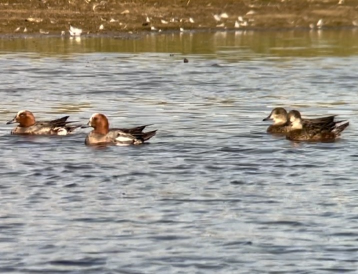 Eurasian Wigeon - ML620579538