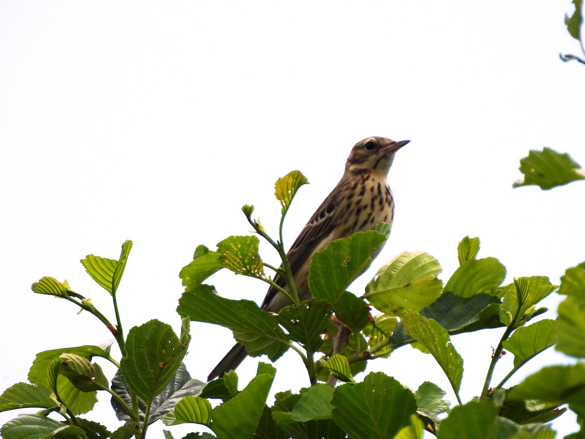 Tree Pipit - ML620579540