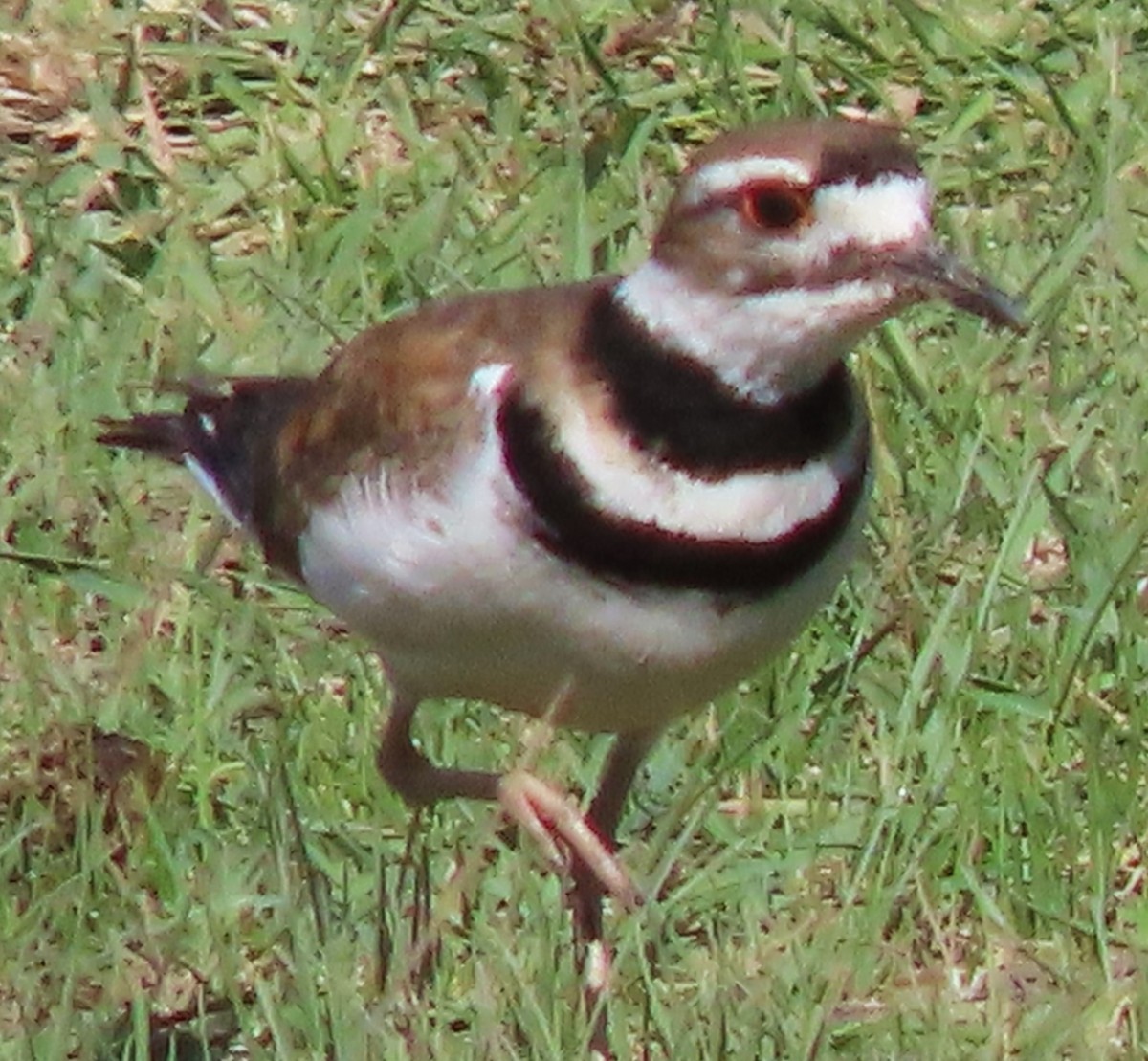 Killdeer - ML620579543