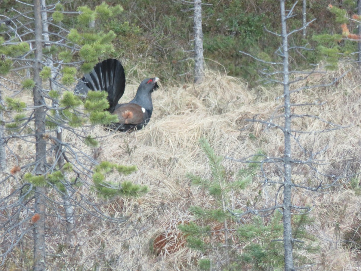 Western Capercaillie - ML620579557