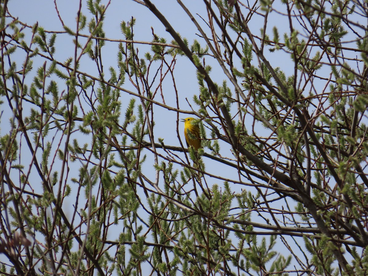 Yellow Warbler - ML620579559