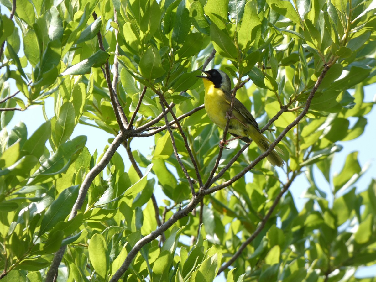 Common Yellowthroat - ML620579562