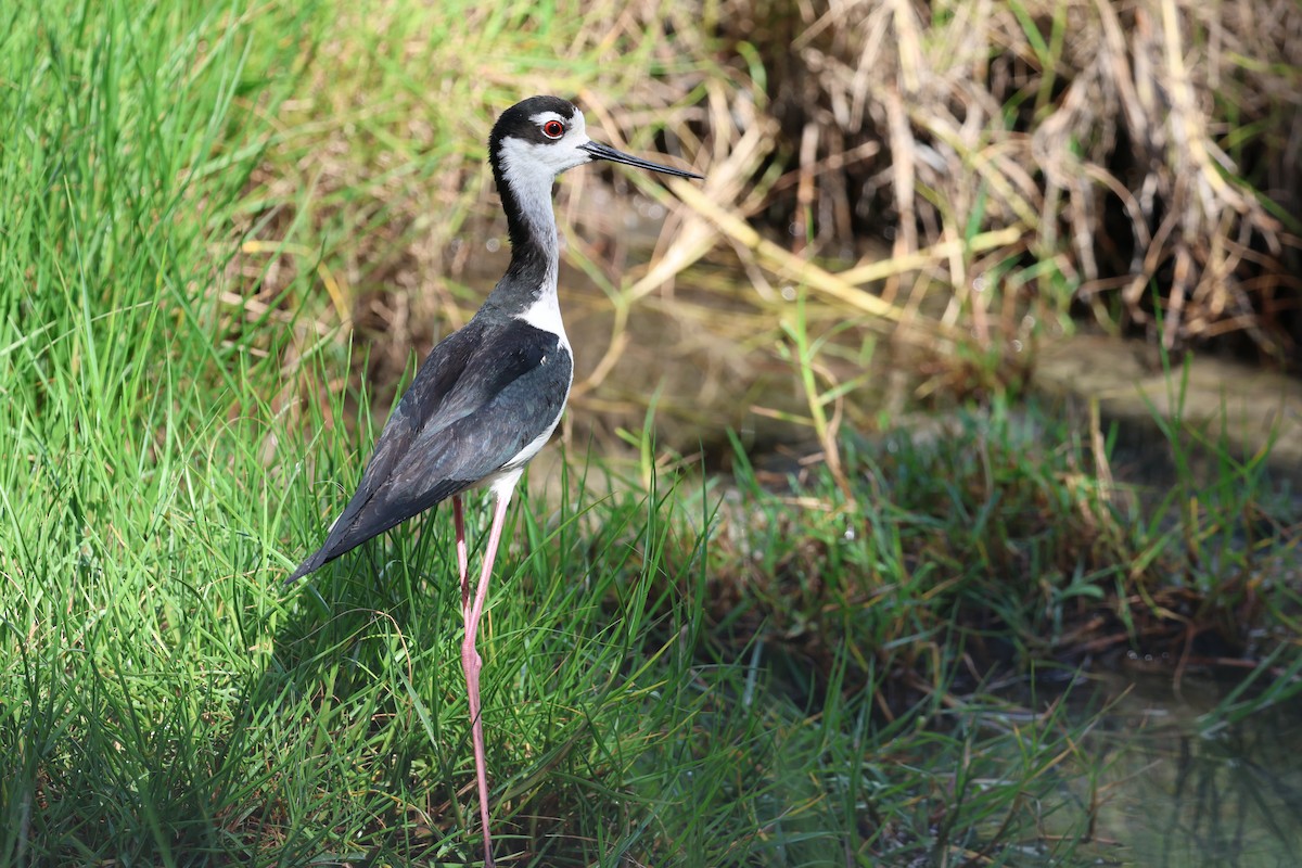 Black-necked Stilt - ML620579569