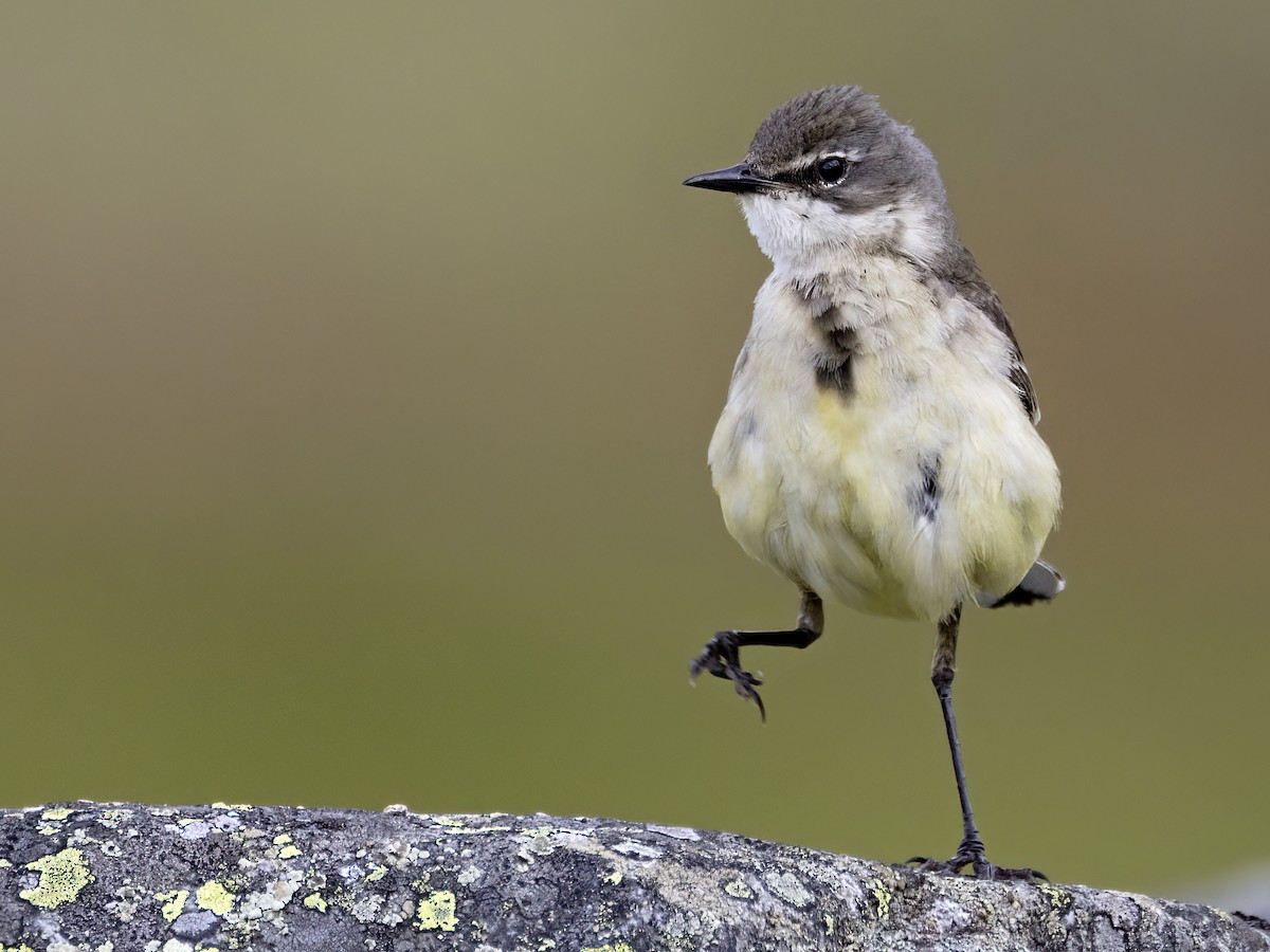 Western Yellow Wagtail - ML620579570