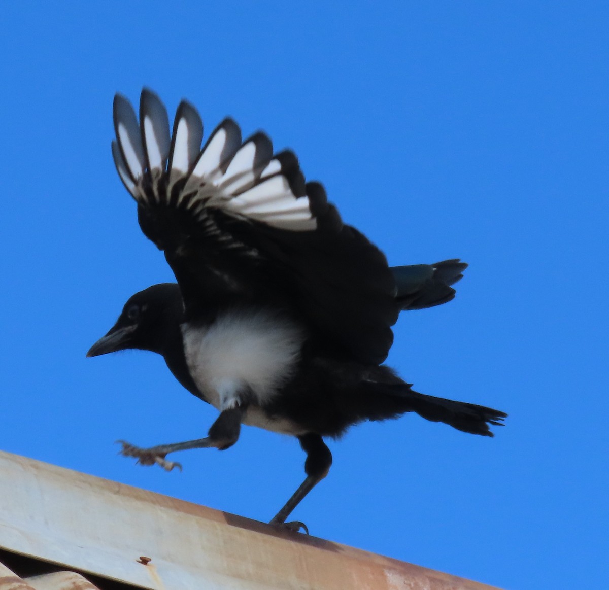 Black-billed Magpie - ML620579575