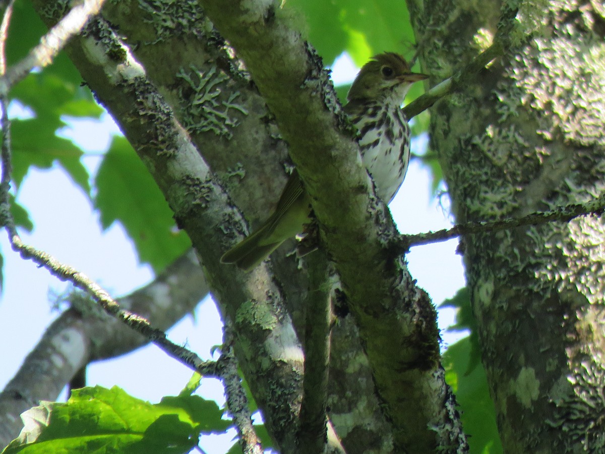 Ovenbird - ML620579576