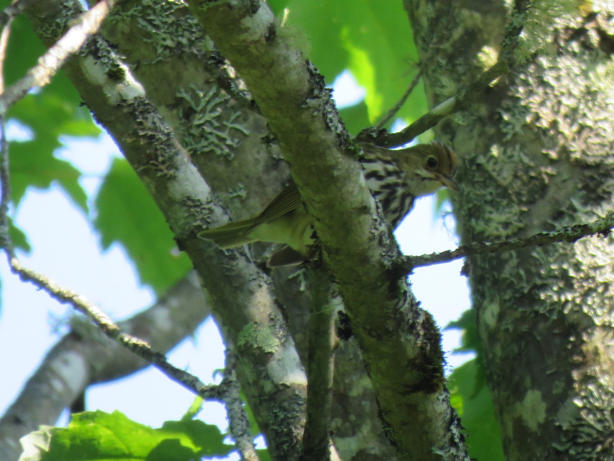 Ovenbird - ML620579577