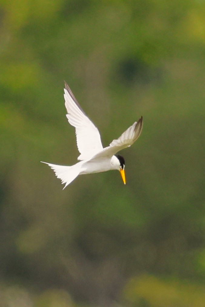 Least Tern - ML620579587