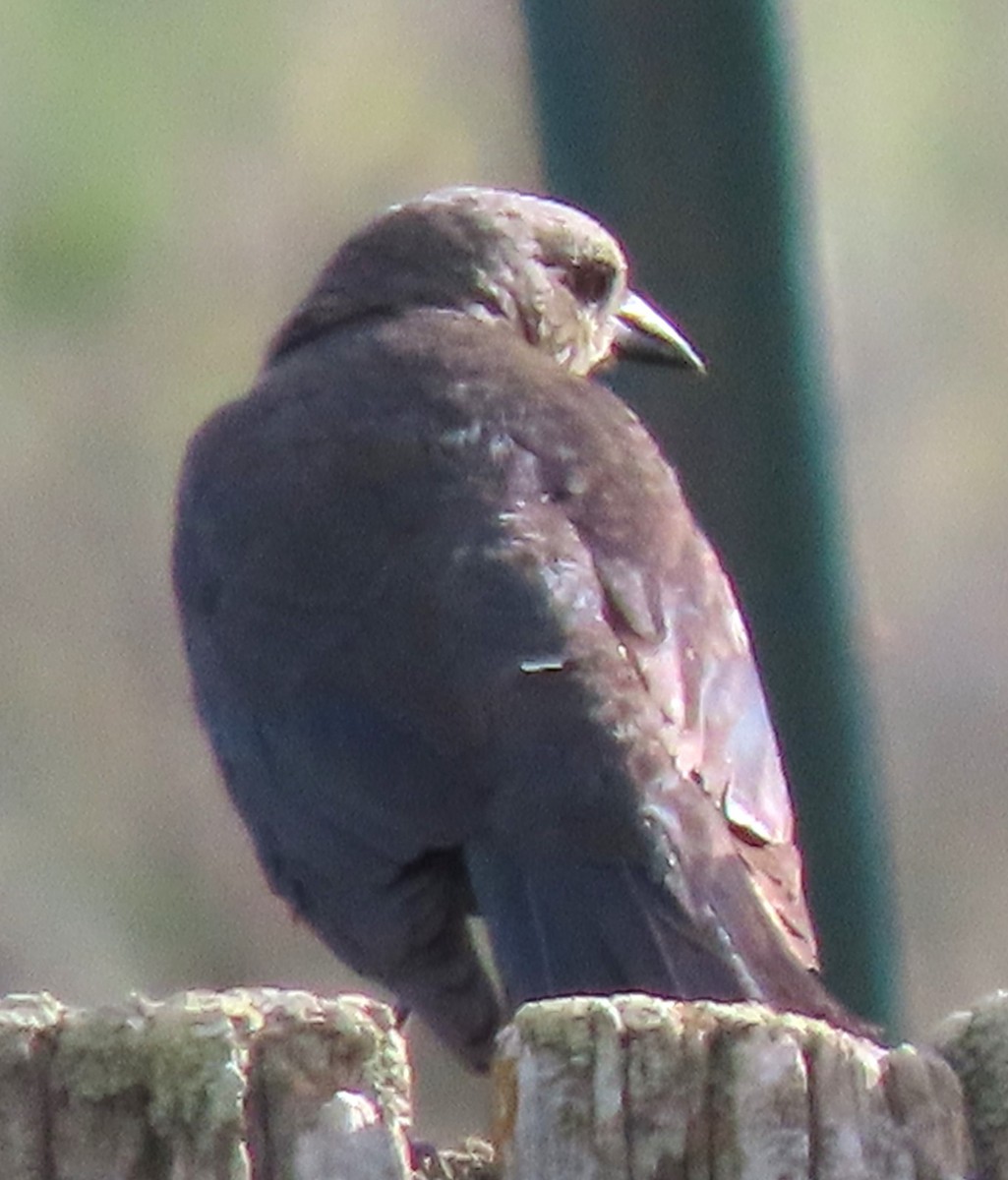 Mountain Bluebird - ML620579590