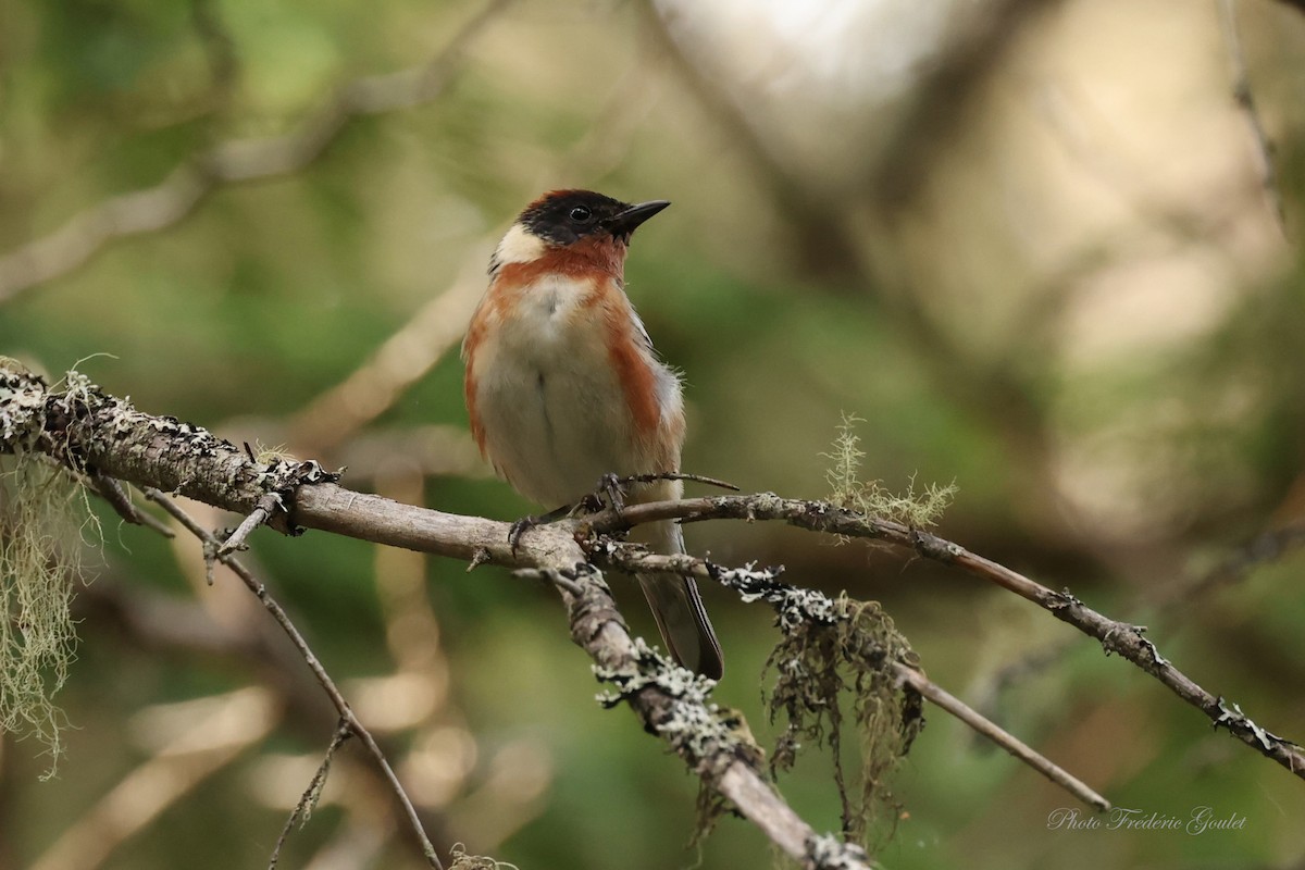 Bay-breasted Warbler - ML620579595