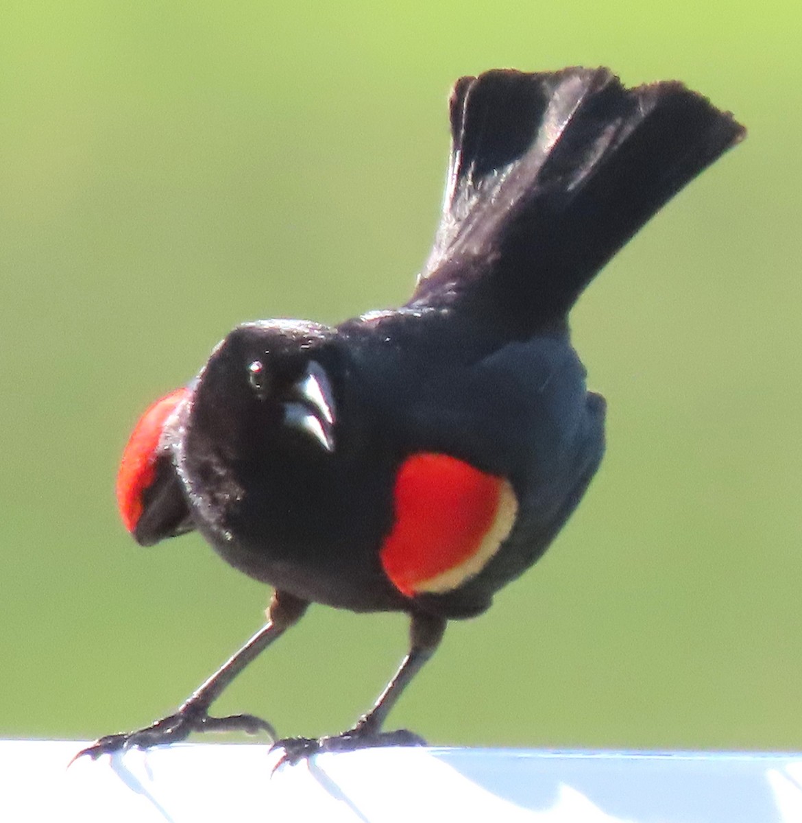 Red-winged Blackbird - ML620579605