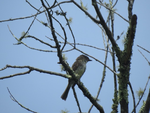 Eastern Phoebe - ML620579612