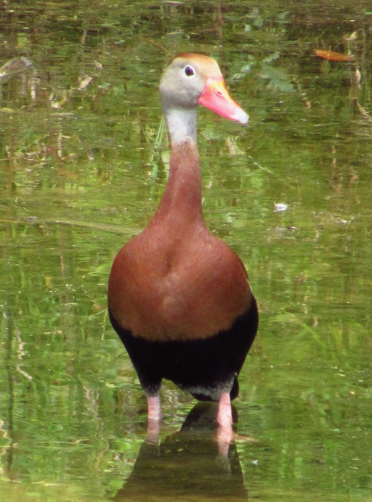 Dendrocygne à ventre noir - ML620579613