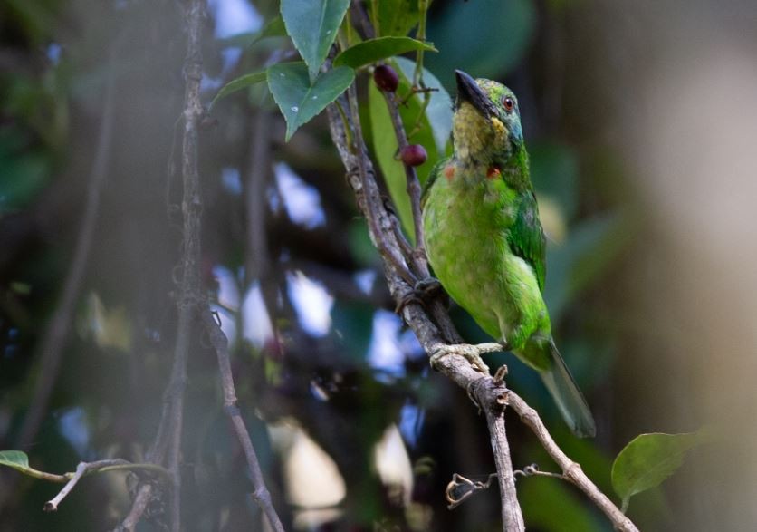 barbet bornejský - ML620579620