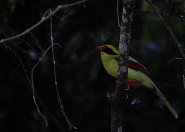 Bornean Green-Magpie - ML620579623