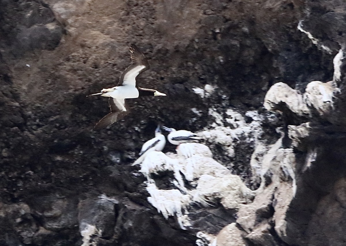 Red-footed Booby - ML620579626