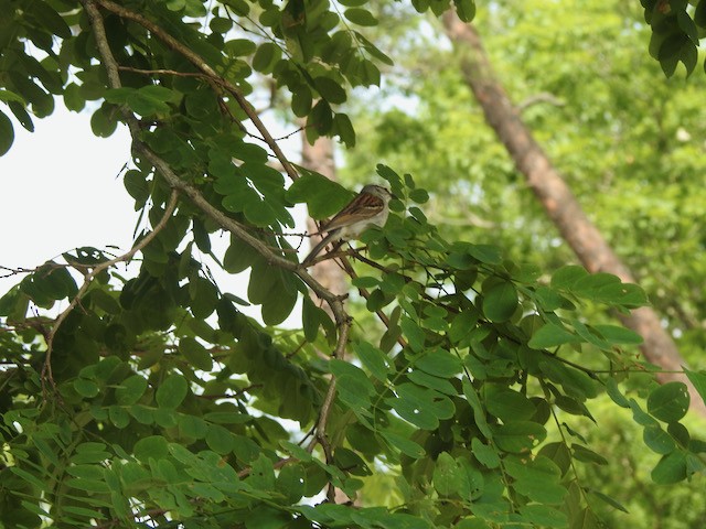 Grasshopper Sparrow - ML620579628