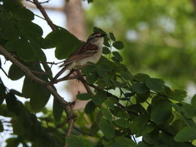 Grasshopper Sparrow - ML620579629