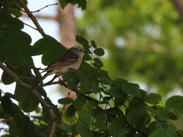 Grasshopper Sparrow - ML620579630