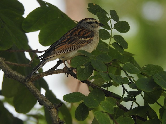 Grasshopper Sparrow - ML620579631