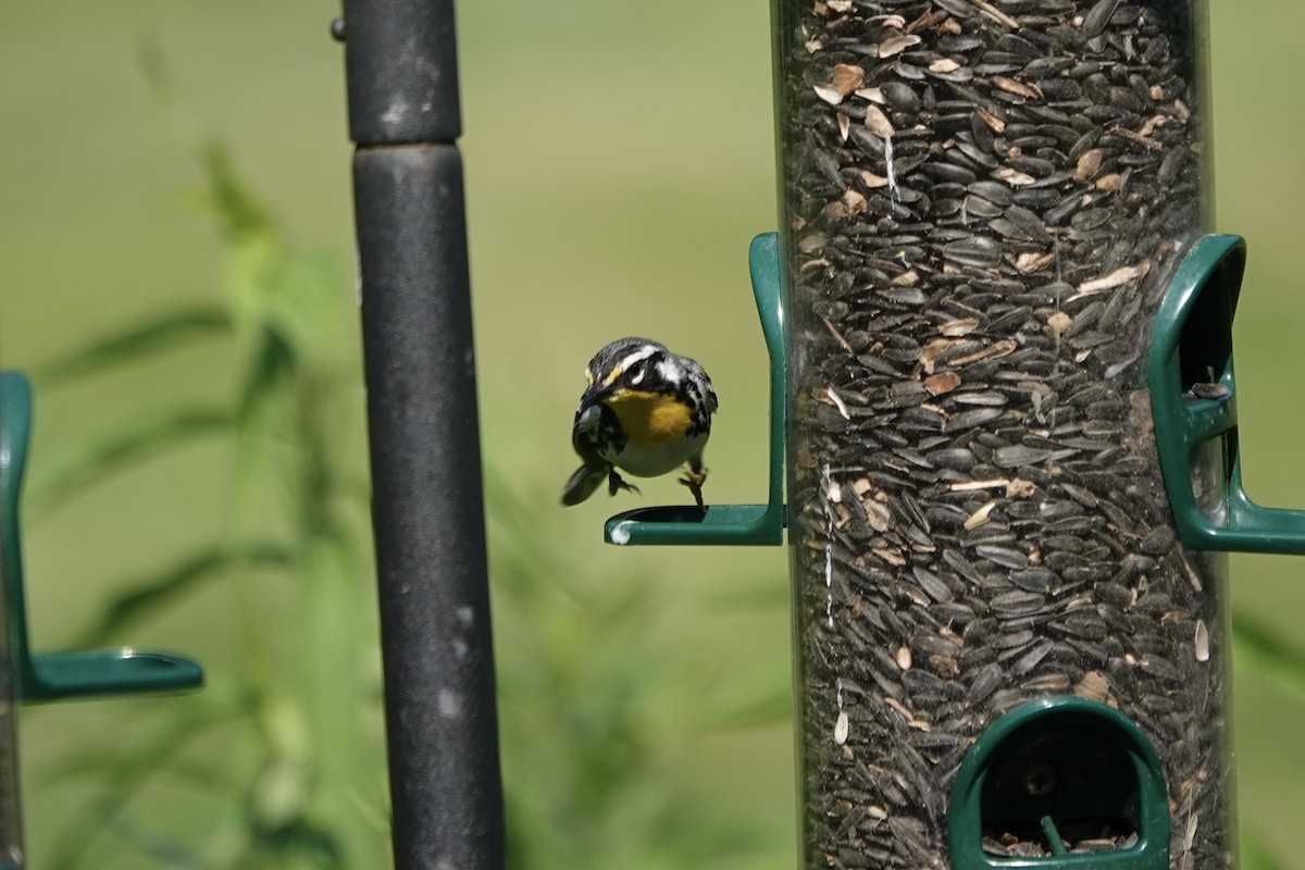 Yellow-throated Warbler (dominica/stoddardi) - Jo Fasciolo