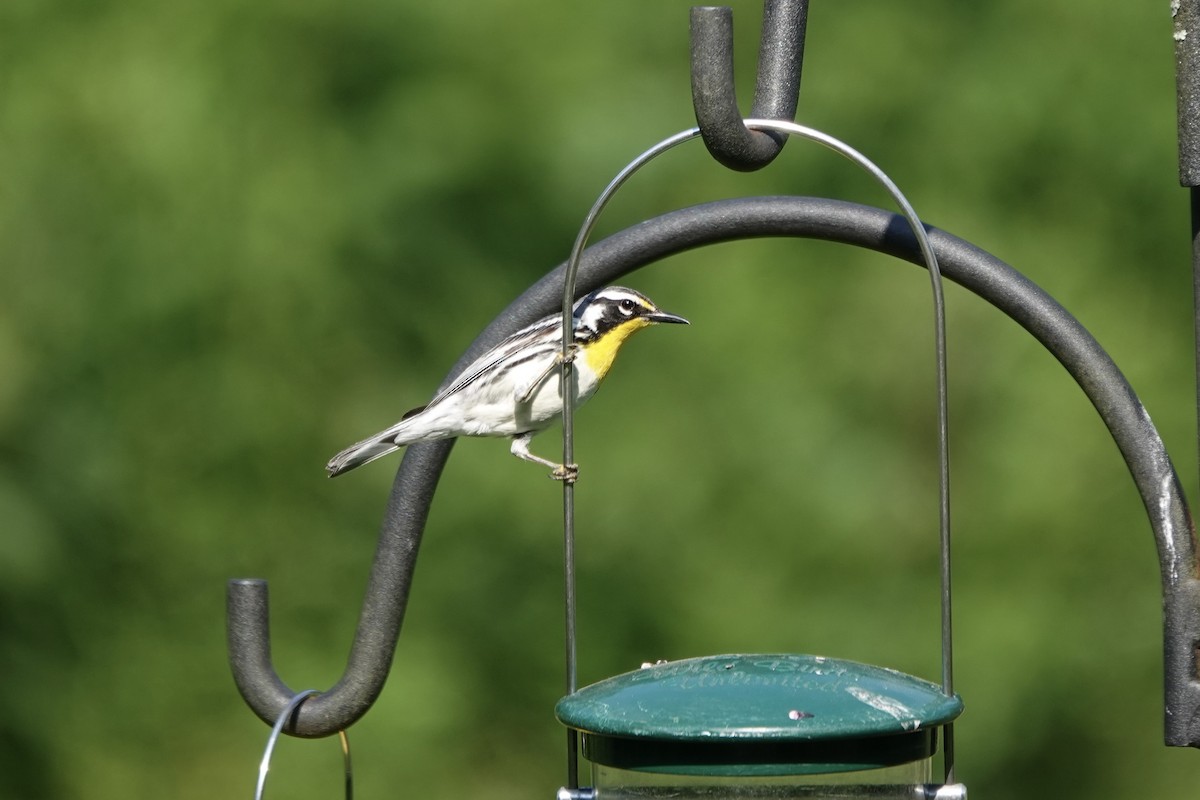 Yellow-throated Warbler (dominica/stoddardi) - ML620579643