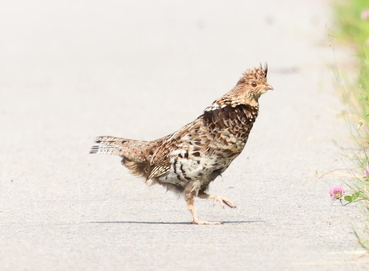 Ruffed Grouse - ML620579647