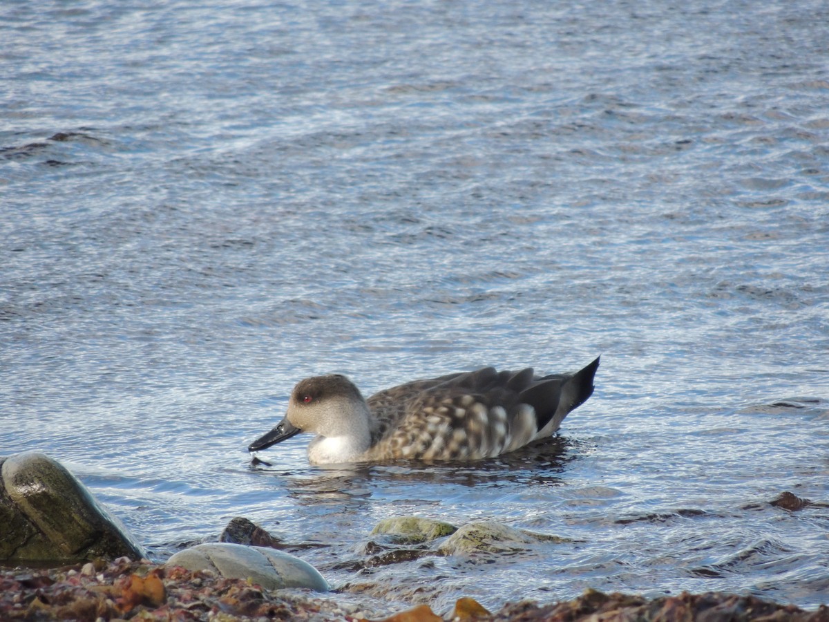 Crested Duck - ML620579649