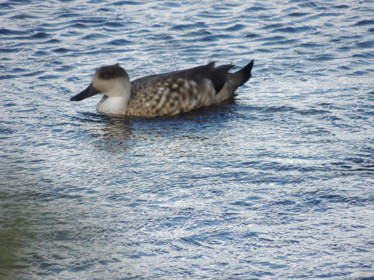Crested Duck - ML620579650
