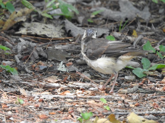 Paruline couronnée - ML620579652