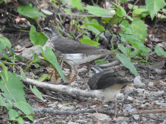 Paruline couronnée - ML620579653