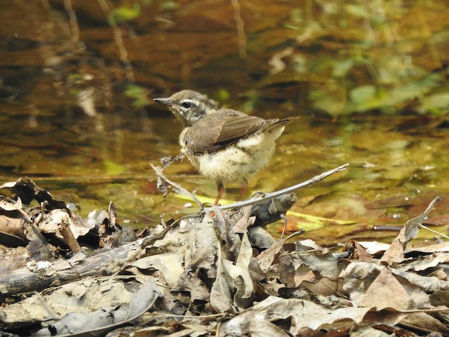 Paruline couronnée - ML620579654