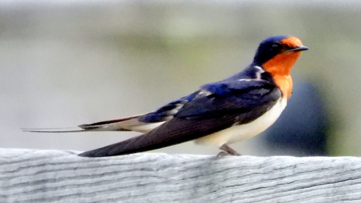 Barn Swallow - ML620579656