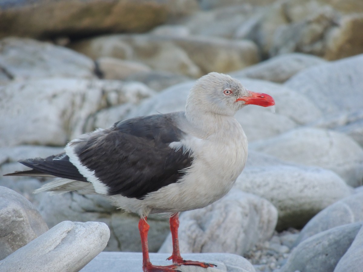 Dolphin Gull - ML620579663