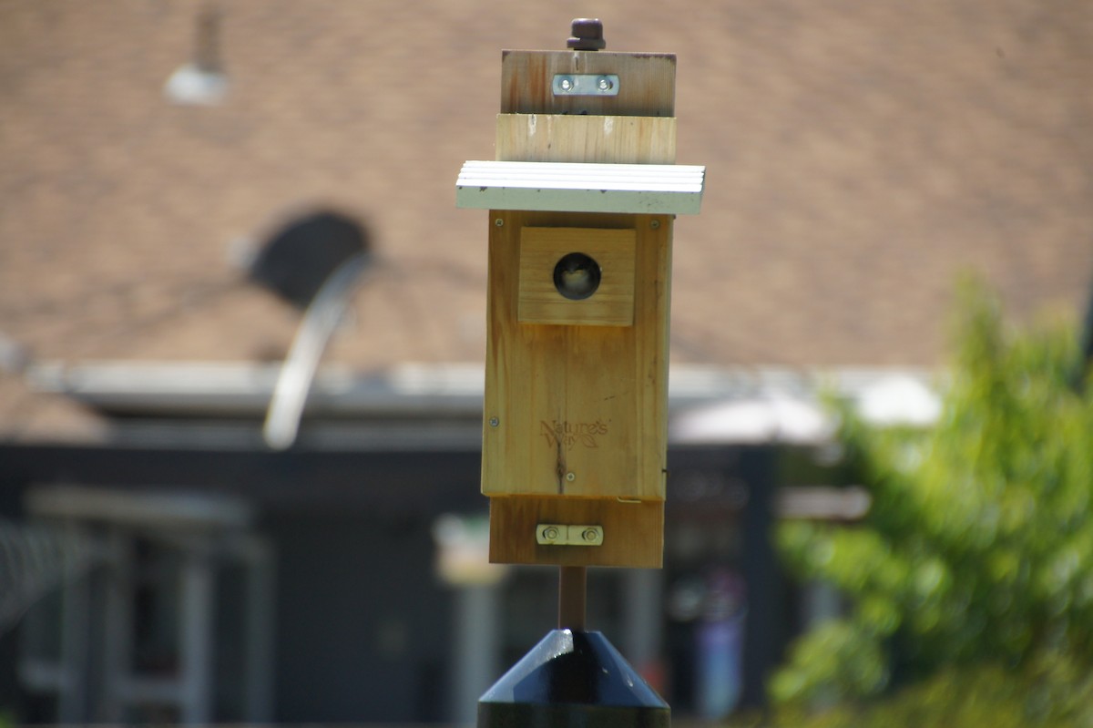 Tree Swallow - ML620579669