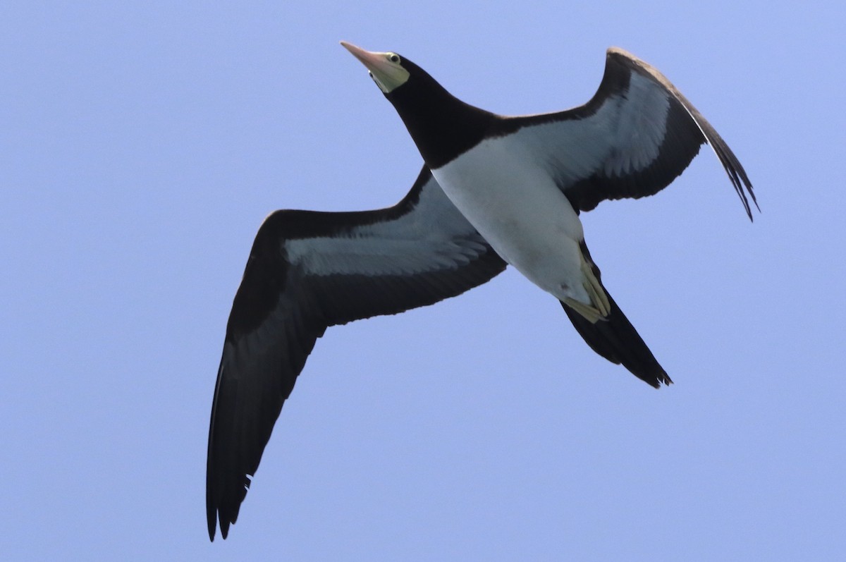 Brown Booby - ML620579674