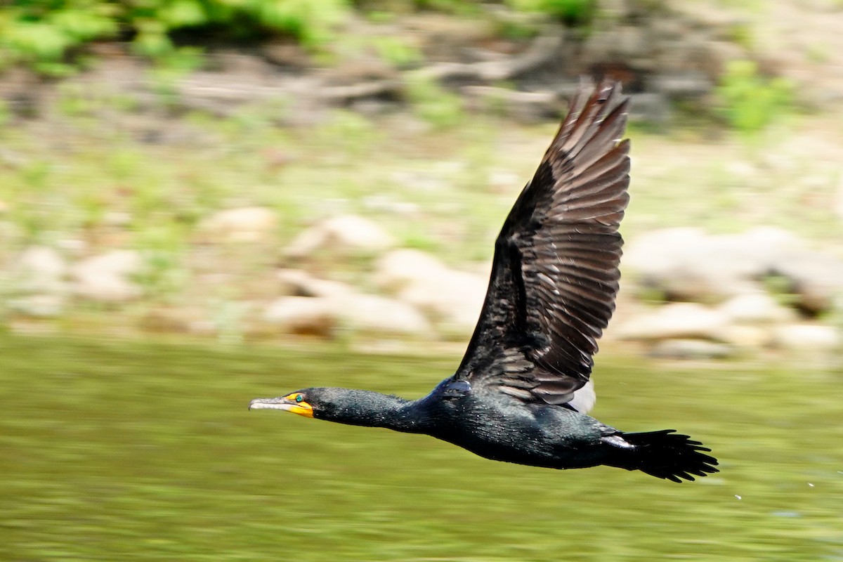 Cormoran à aigrettes - ML620579676