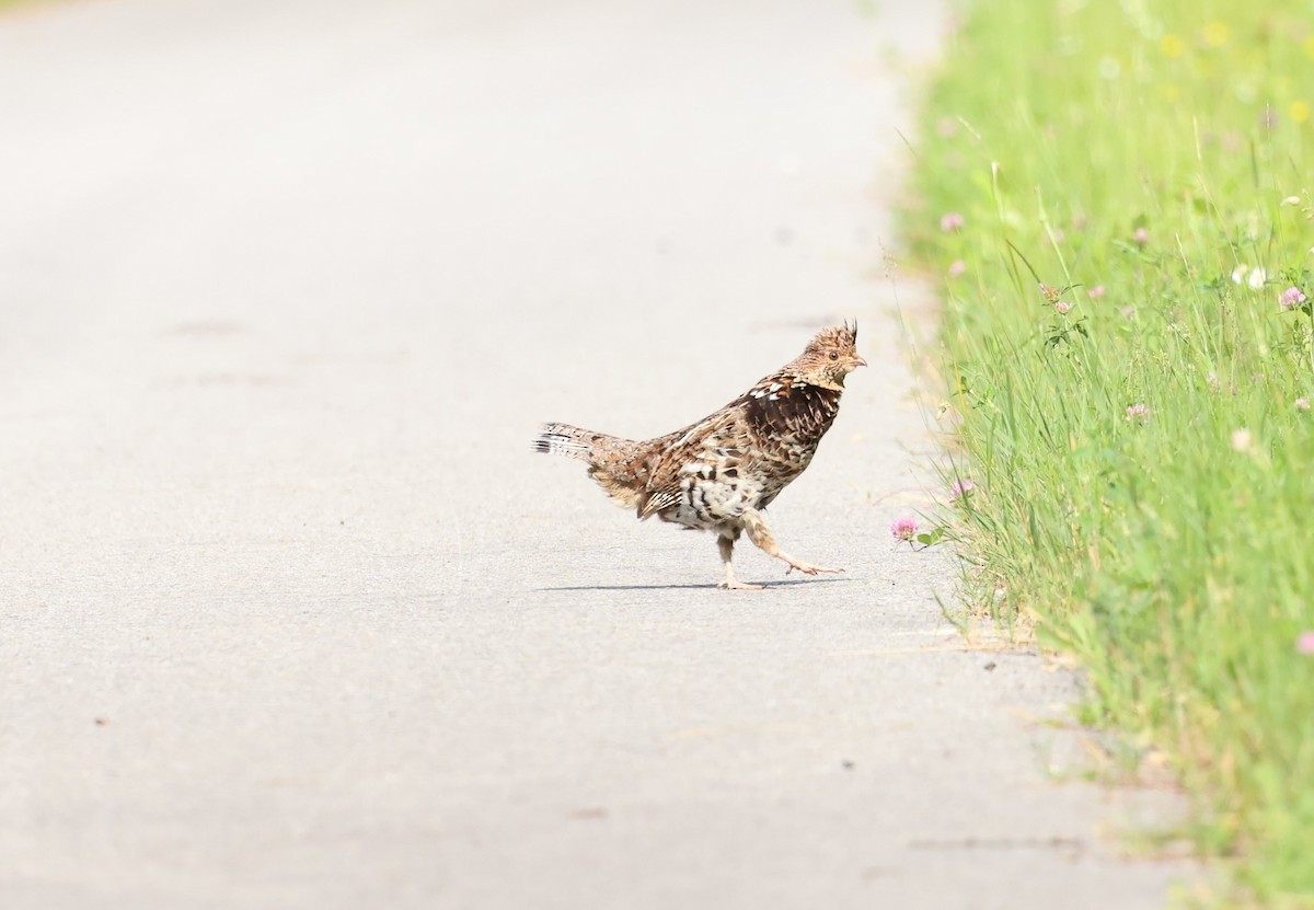 Ruffed Grouse - ML620579678