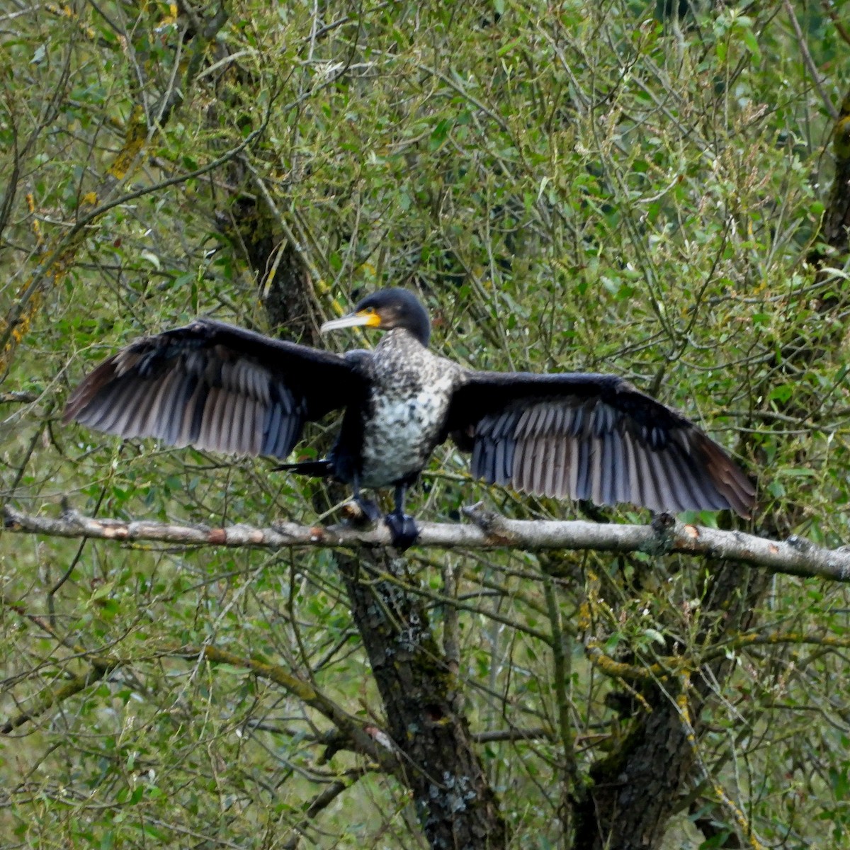 Great Cormorant - ML620579679