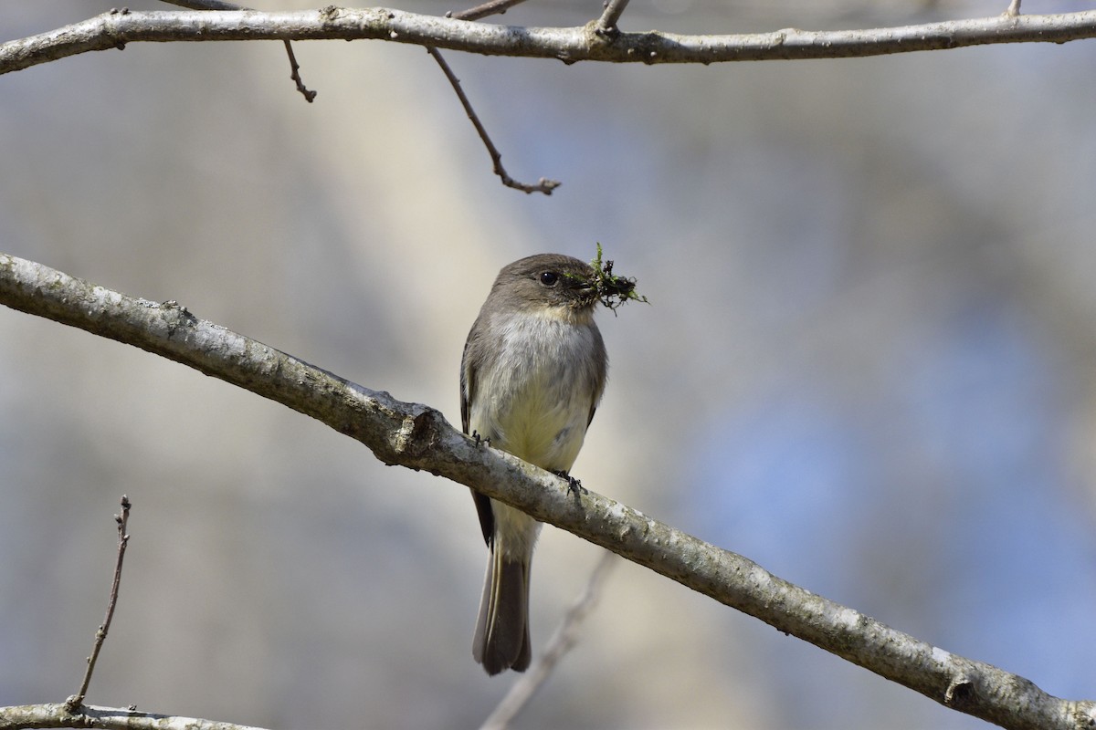 Eastern Phoebe - Ailes and Dodson
