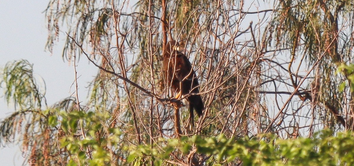 Harris's Hawk - ML620579695