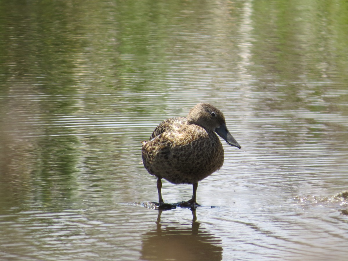 Cape Shoveler - Mike & Angela Stahl