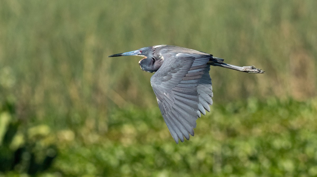 Tricolored Heron - Roy Freese