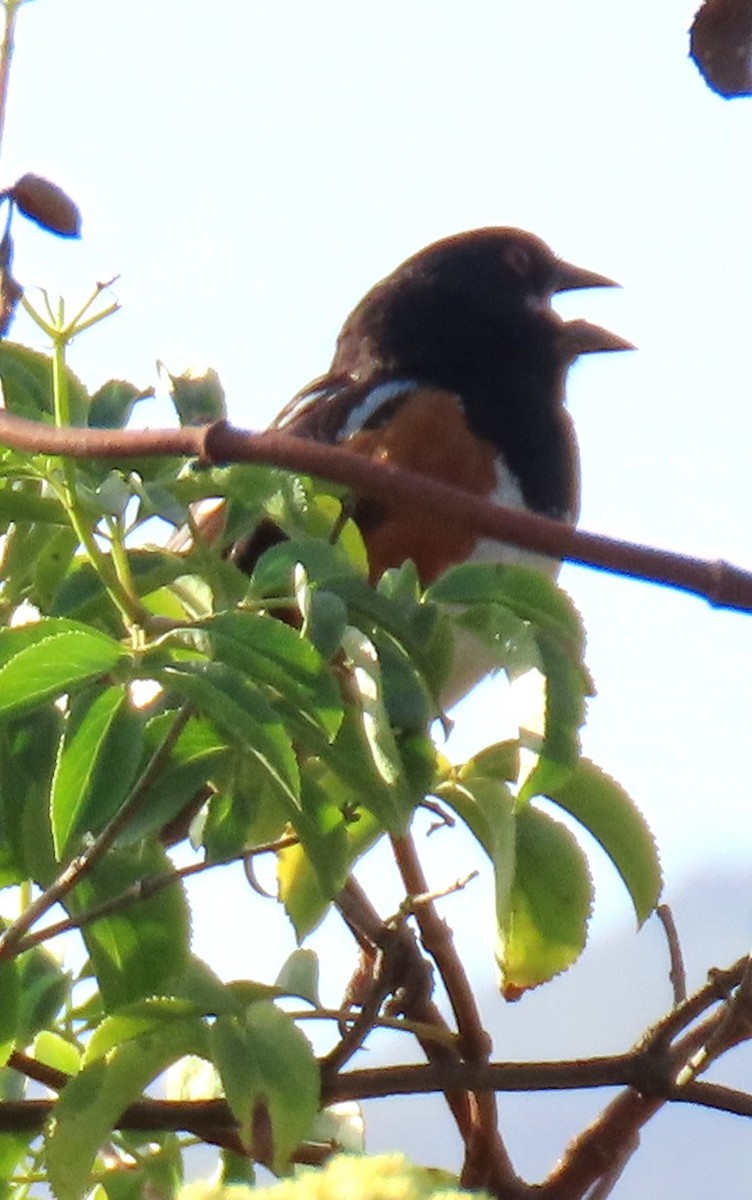 Spotted Towhee - ML620579711