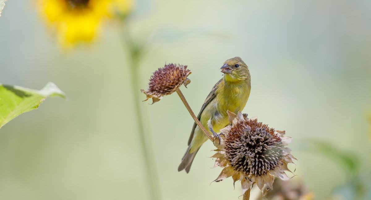 Lesser Goldfinch - ML620579712