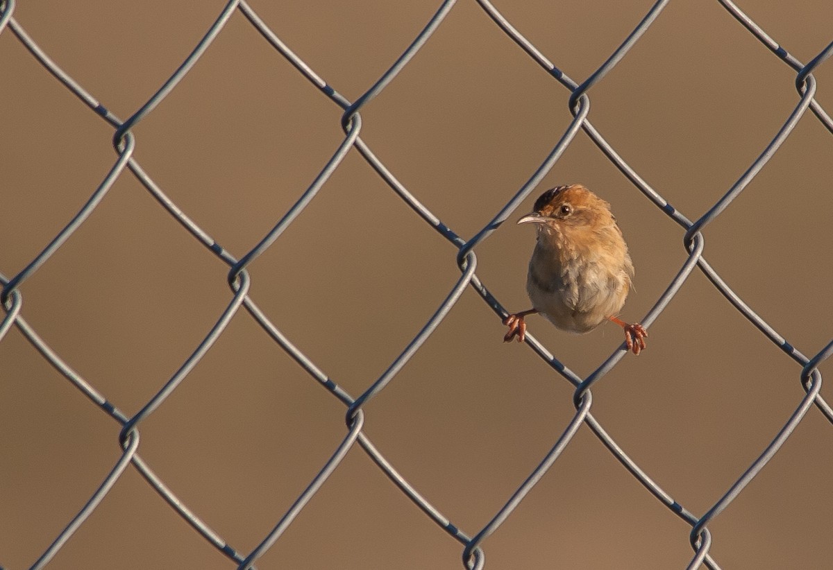 Golden-headed Cisticola - ML620579717