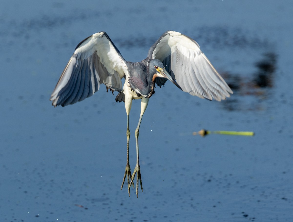 Tricolored Heron - ML620579723